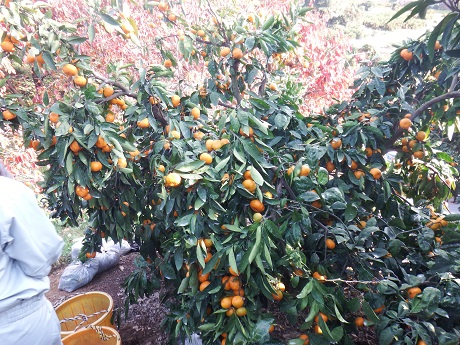 20141127-5.jpg