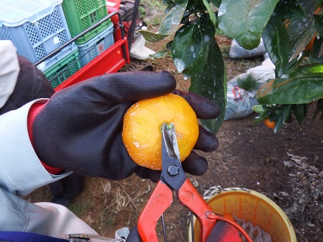 20141127-6.jpg