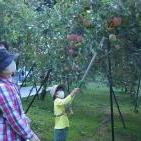 【令和４年１０月１日（土）】さがん農業サポーター限定イベント「三瀬高原りんご袋剥ぎ＆りんご収穫体験」を開催しました。