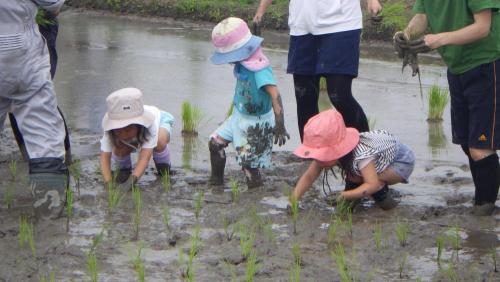 令和５年ほんなもんぼ体験学校第2回目田植え2.JPG