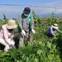 「ほんなもんぼ体験学校」第３回目〜さつま芋のつる返し・除草〜