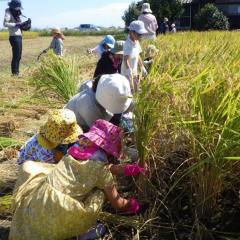 「ほんなもんぼ体験学校」第４回目〜稲刈り・脱穀・芋のつる返し〜