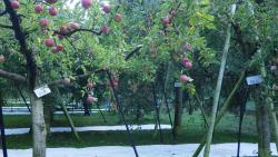 りんご園.JPG