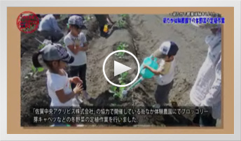 動画で見てみよう　冬野菜の定植作業